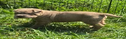Shar Pei dogs for sale: Lyla - Ad 1