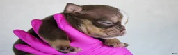 American Bully dogs for sale: Chocolate Tri Merle Female - Ad 4