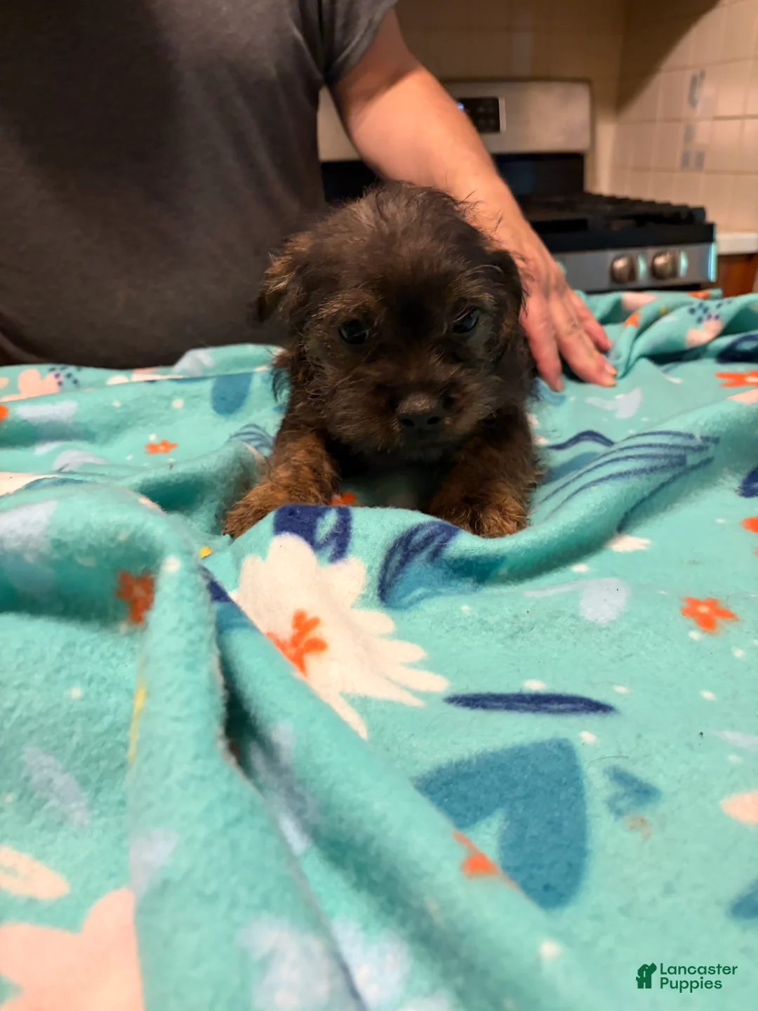 Mixed Breed dogs for sale: Paulie Frenchie-Doodle  - Ad 1