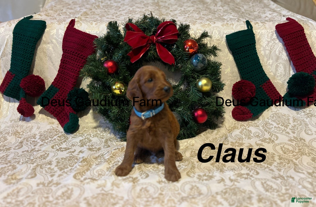 Irish Doodle dogs for sale: Claus - Ad 3