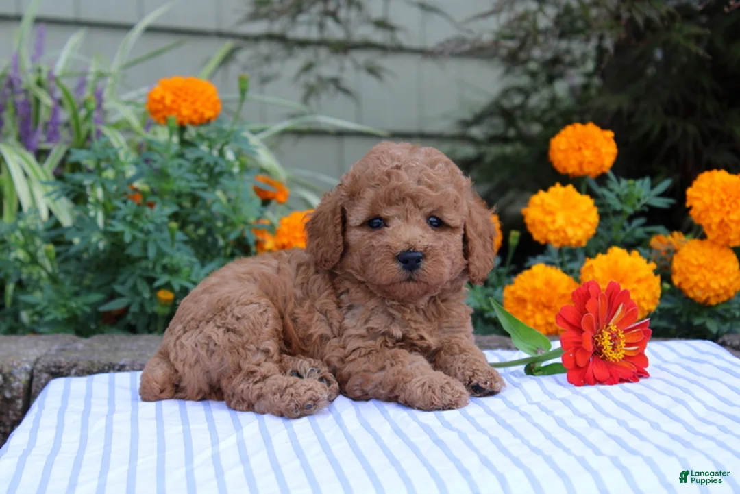 Miniature Poodle dogs for sale: Hank  - Ad 1
