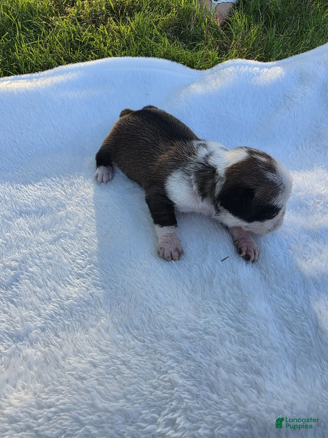 Pug dogs for sale: Female panda puppy - Ad 2