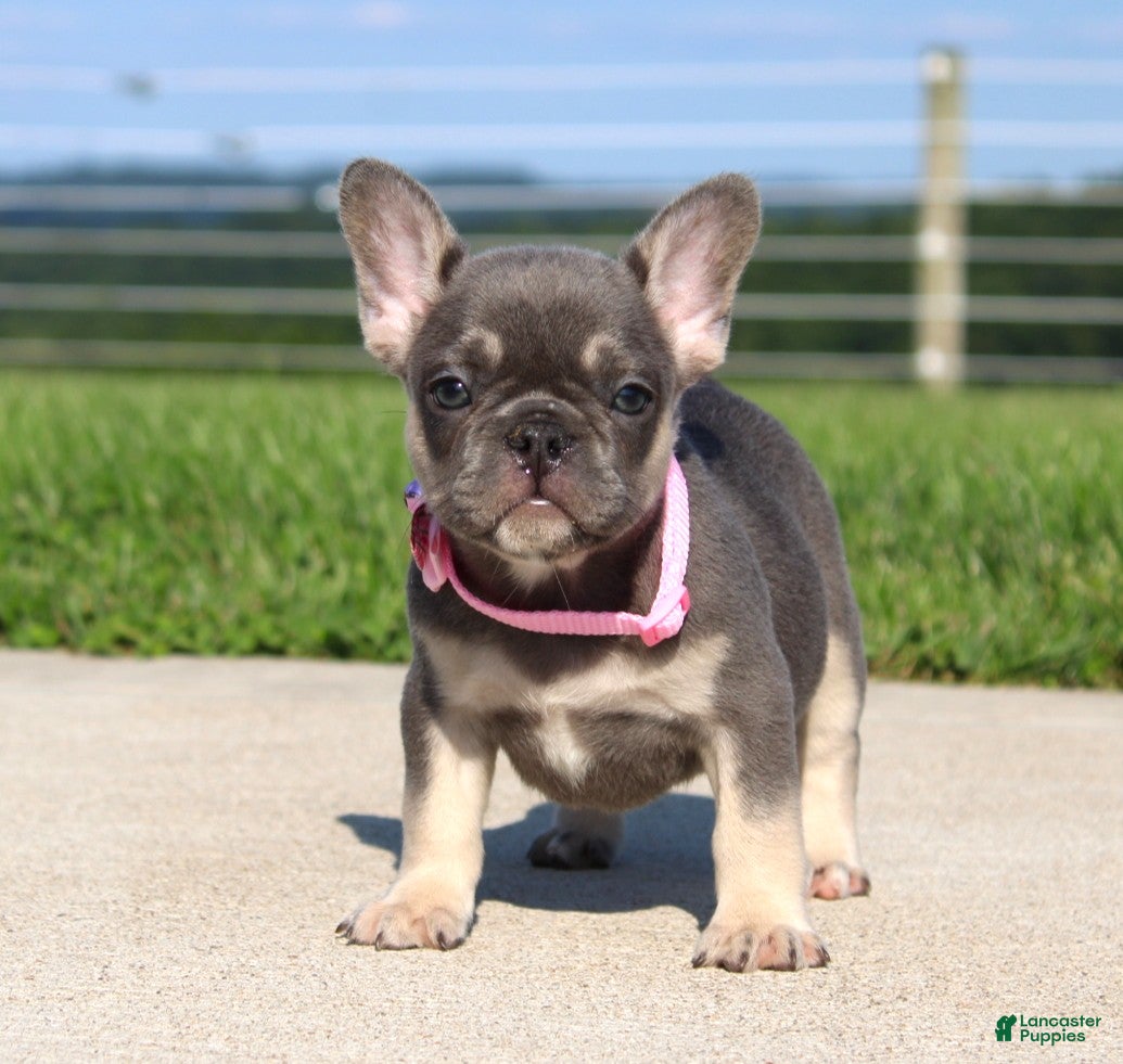 French Bulldog dogs Gloria - Ad 1