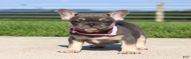 Gloria