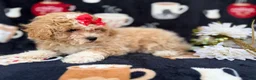 Bichpoo dogs for sale: Sadie - Ad 8