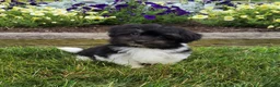 Havanese dogs for sale: Toby - Ad 9