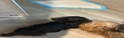 Yorkiepoo dogs for sale: Yorkiepoo 2 chunky one - Ad 1