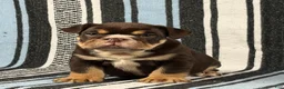 English Bulldog dogs for sale: Jackson - Ad 1