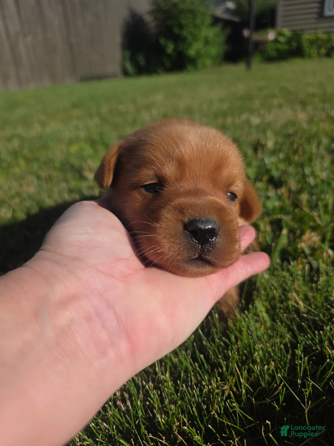 Labrador Retriever dogs for sale: Harris 💙 Fox Red English Lab  - Ad 1