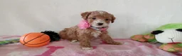 Cavapoo dogs for sale: Potato  - Ad 2