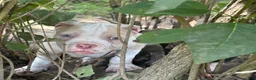 American Bully dogs for sale: Clutch  - Ad 5