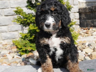Bernedoodle dogs - Ad 28