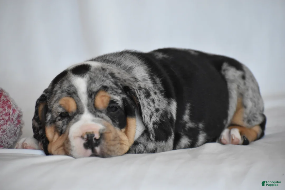 Beabull dogs for sale: Giselle - Ad 7