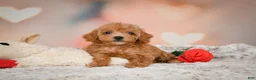 Toy Poodle dogs for sale: Haley - Ad 8