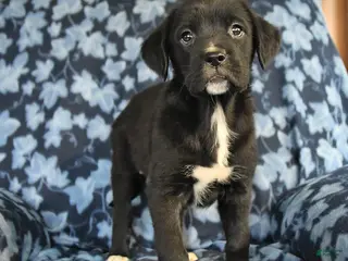 Mixed Breed dogs for sale: Lyla - Ad 2