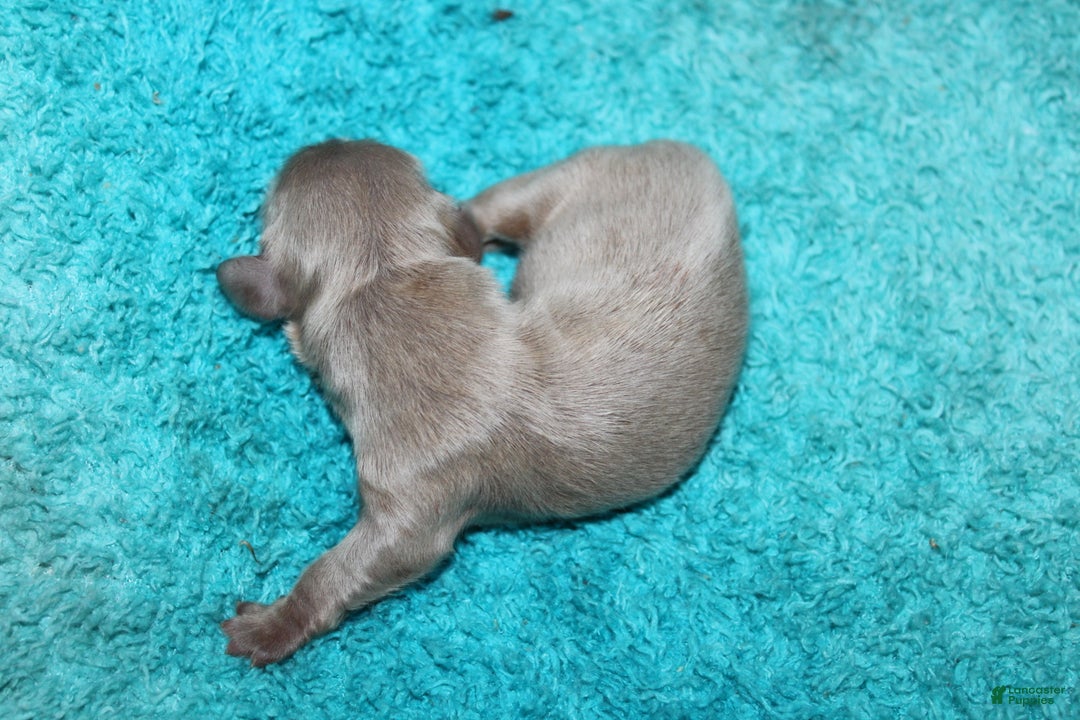 Miniature Dachshund dogs for sale: Piper Mini - Ad 10