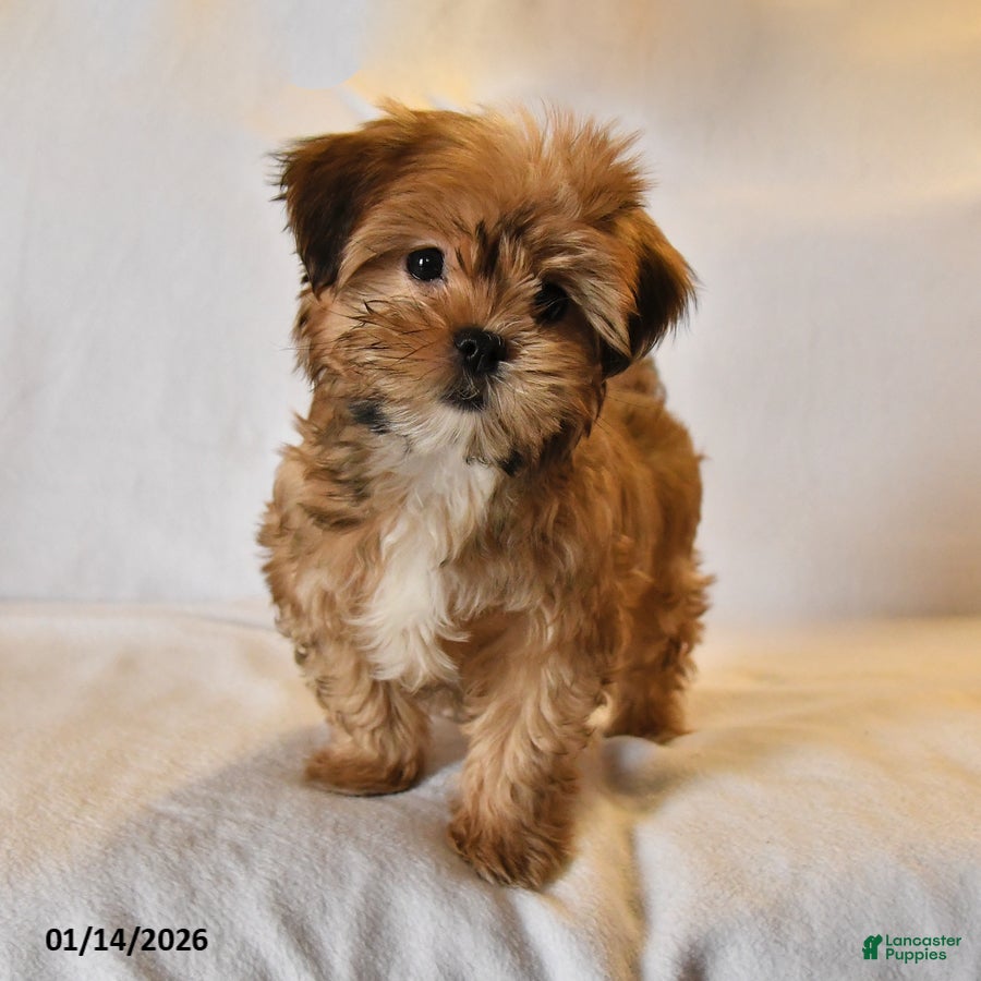 Shorkie dogs Dreamer - Ad 1