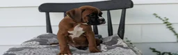 Boxer dogs for sale: Kip - Ad 5