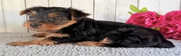Yorkshire Terrier dogs for sale: Axel - Ad 4