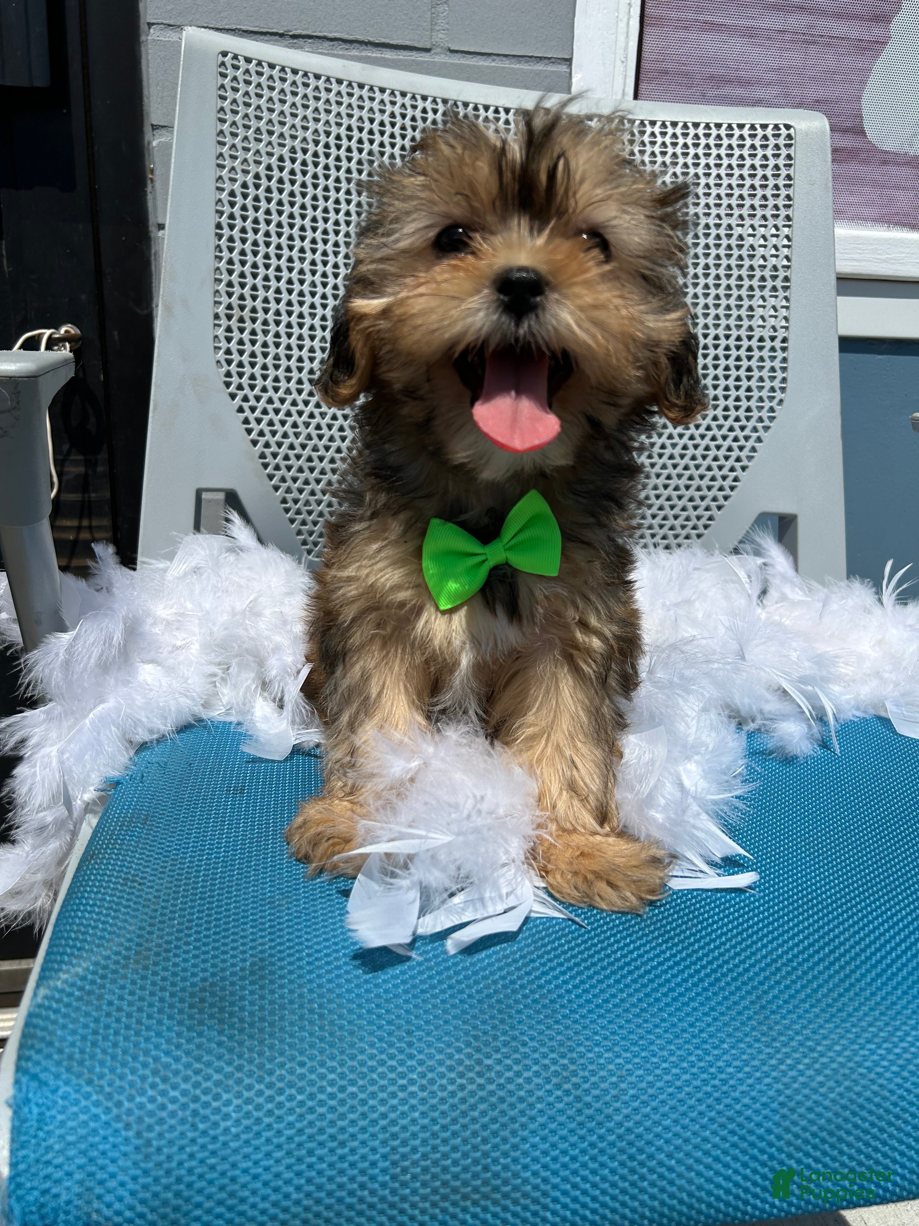 Shorkie dogs Shorkie Puppy 2 - Ad 27