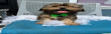 Shorkie Puppy 2