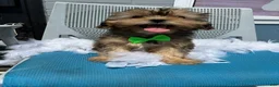 Shorkie dogs for sale: Shorkie Puppy 2 - Ad 1