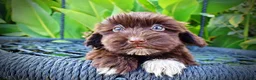 Havapoo dogs for sale: Kricket - Ad 3