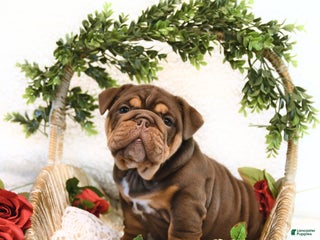 English Bulldog dogs - Ad 11