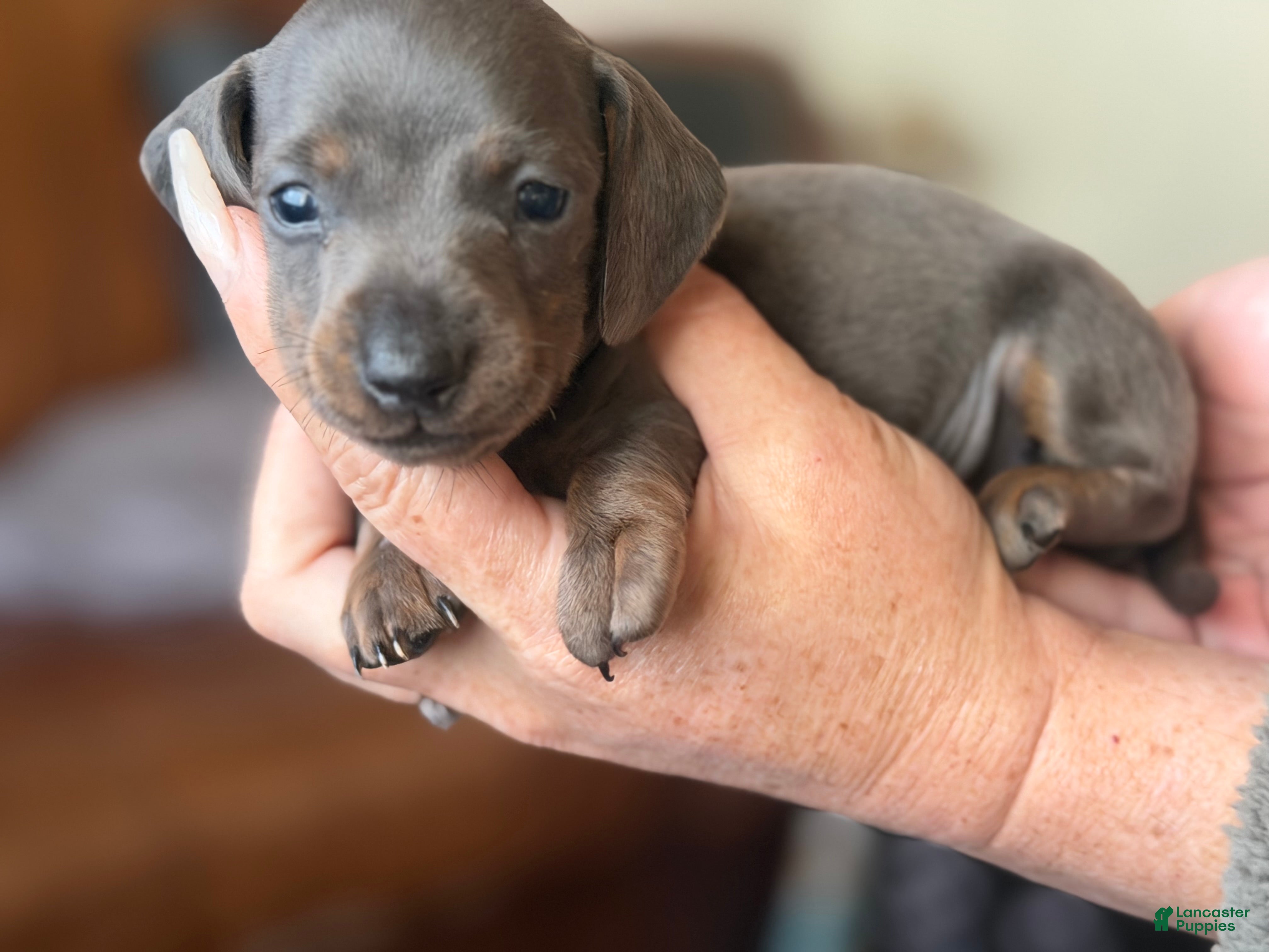 Miniature Dachshund dogs Miniature Dachshund Puppy 3 - Ad 17