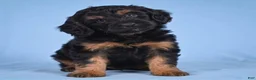 Cockapoo dogs for sale: Moley - Ad 6