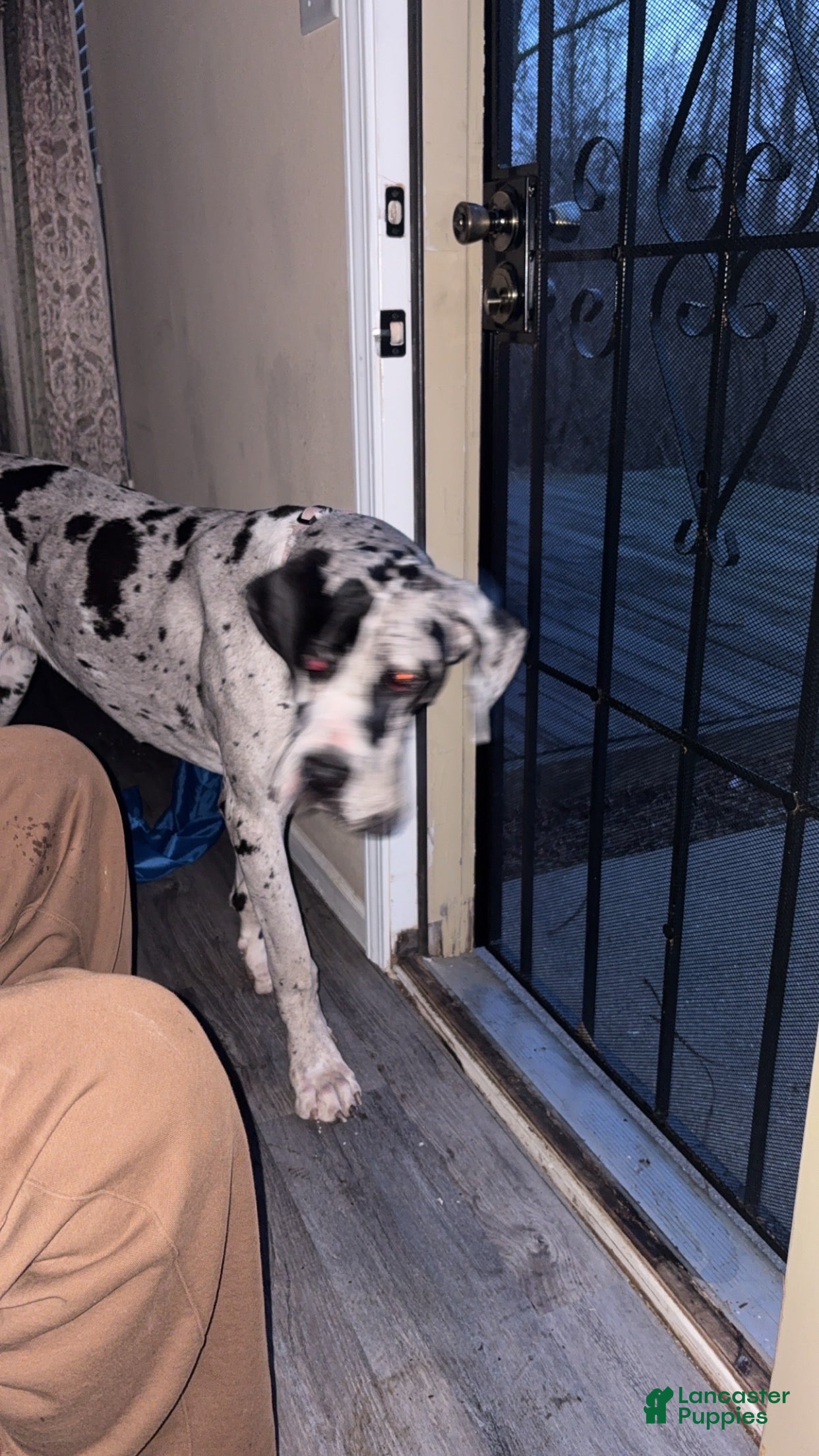 Great Dane dogs Great Dane Puppy 2 - Ad 35