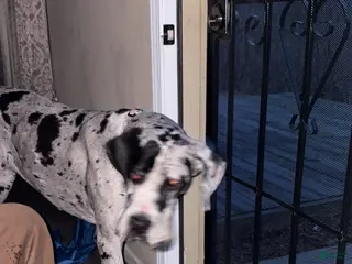 Great Dane dogs Great Dane Puppy 2 - Ad 35