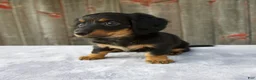 Miniature Dachshund dogs for sale: Mira - Ad 4