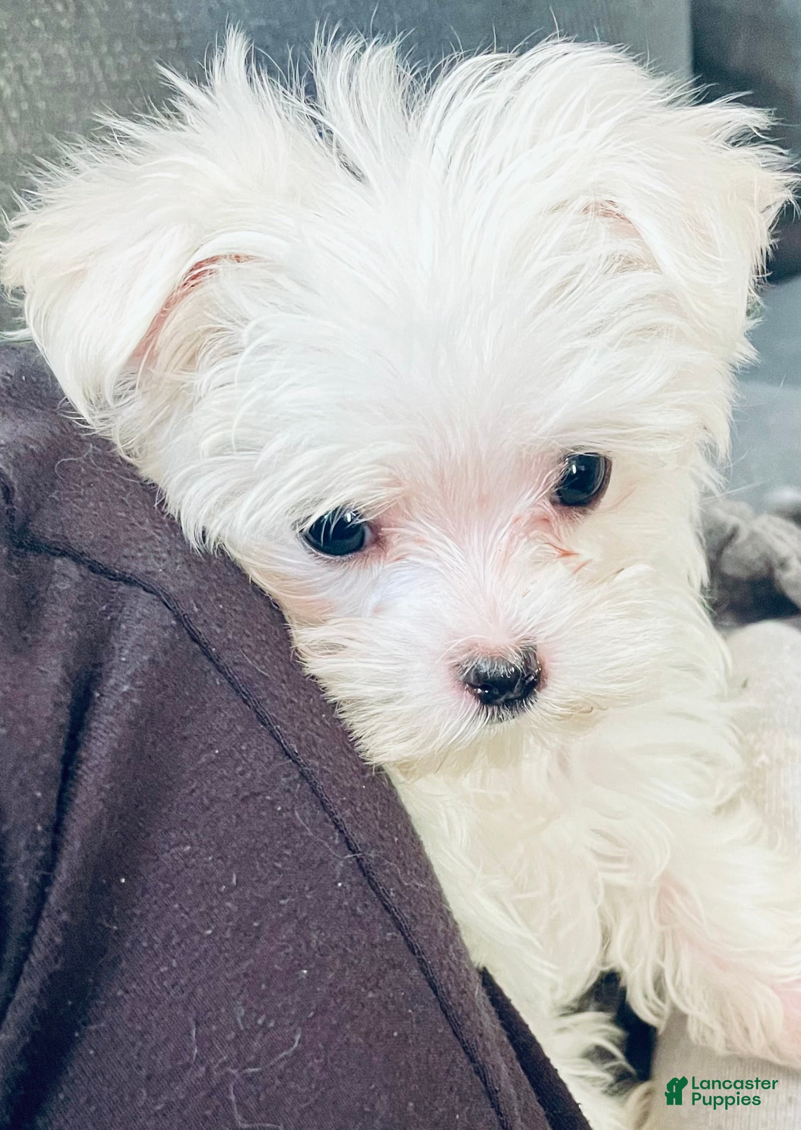 Maltese dogs Teacup Lily - Ad 2