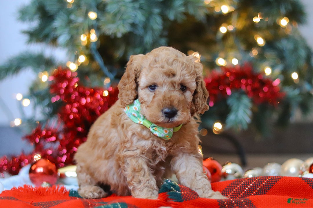 Mixed Breed dogs for sale: Griffin – Male (M7929) - Ad 4