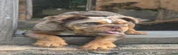 English Bulldog dogs for sale: Molly - Ad 3