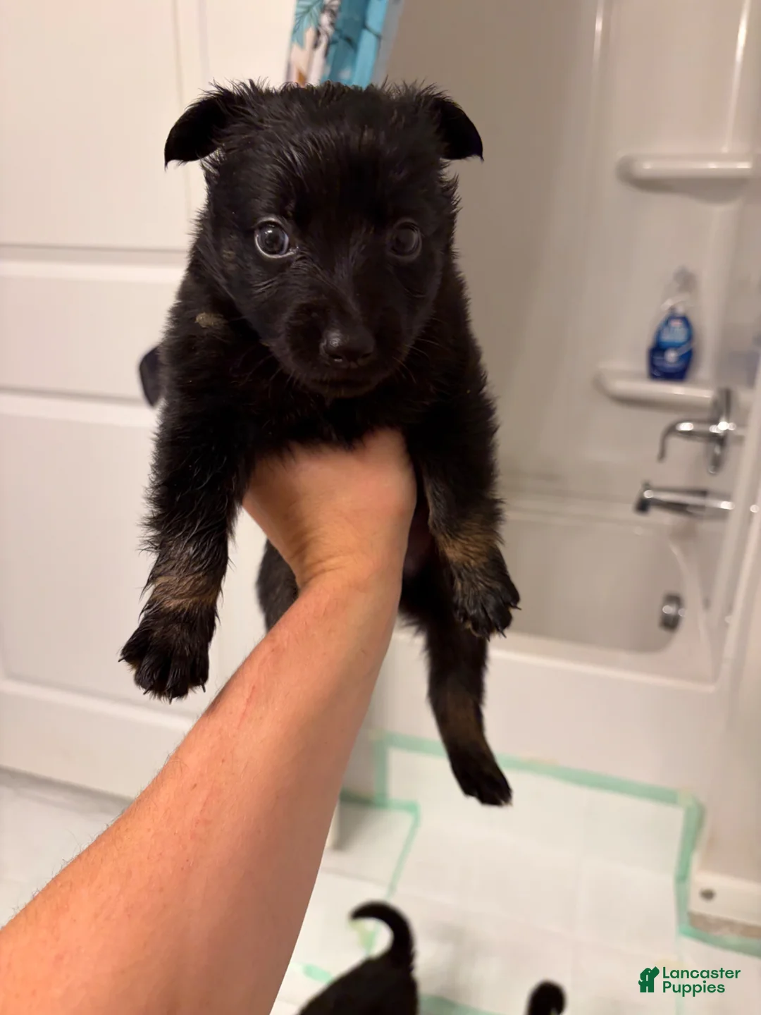 German Shepherd dogs for sale:  Puppy 12 - Ad 5