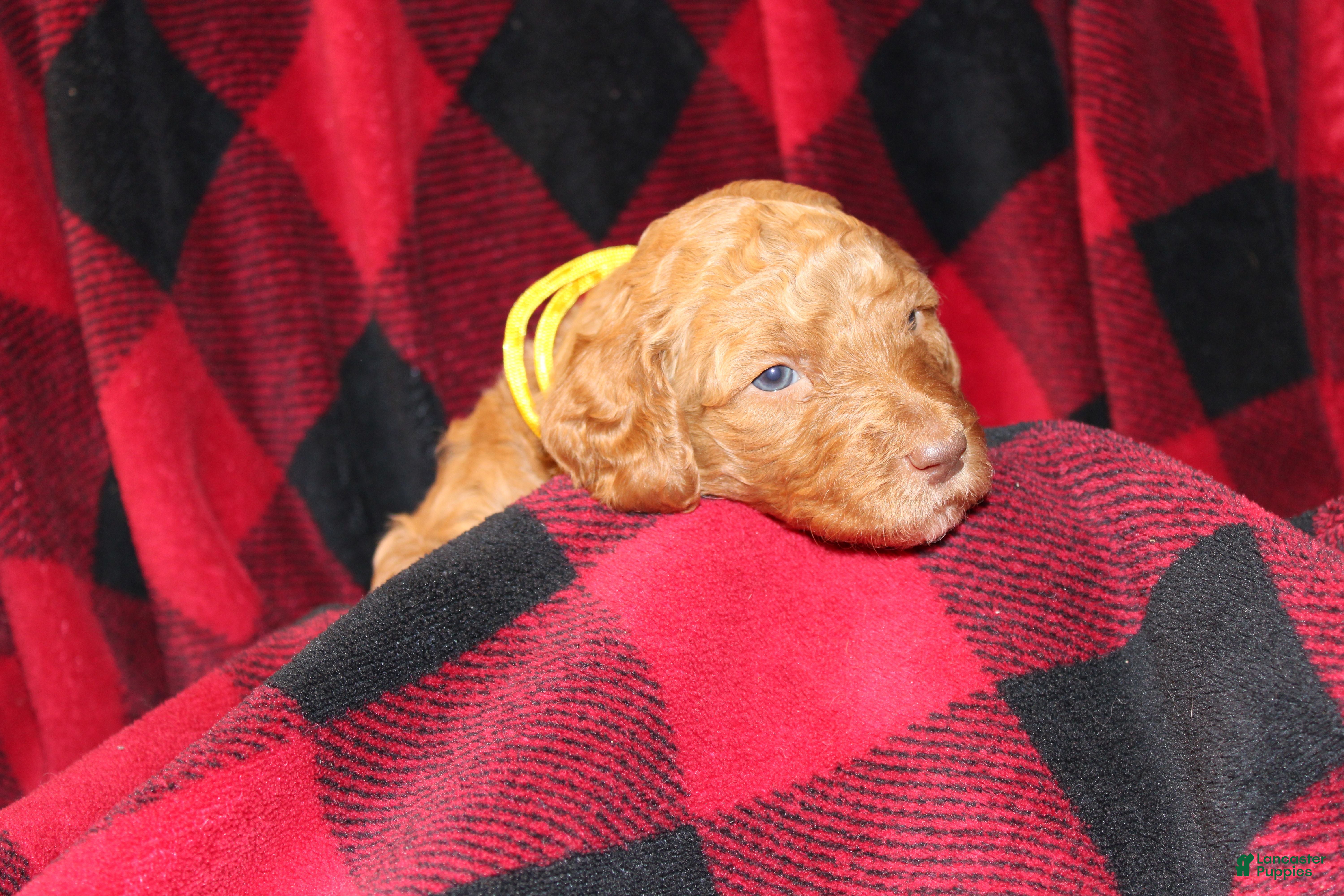 Standard Poodle dogs Standard Poodle Puppy 9 - Ad 40