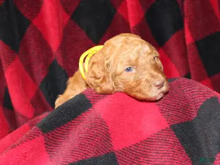 Standard Poodle dogs Standard Poodle Puppy 9 - Ad 40