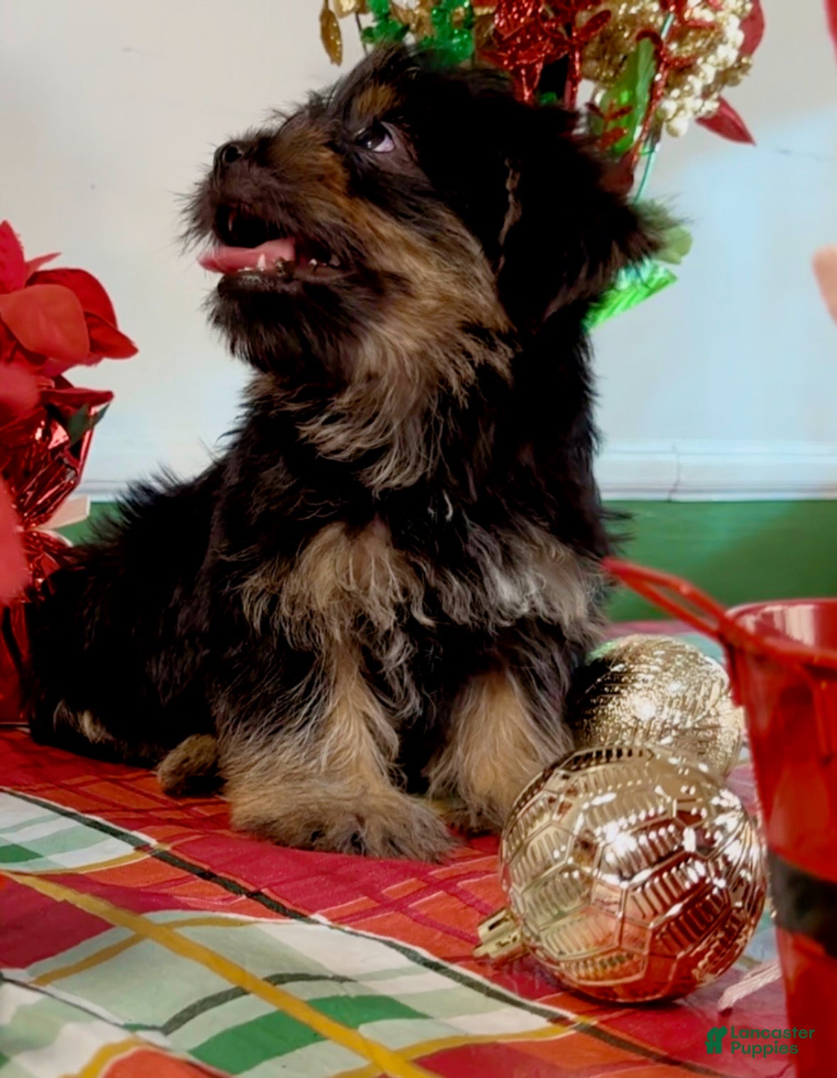 Shorkie dogs Shorkie Puppy 1 - Ad 31