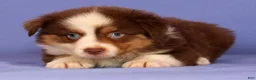 Miniature Australian Shepherd dogs for sale: Jordan - Ad 4