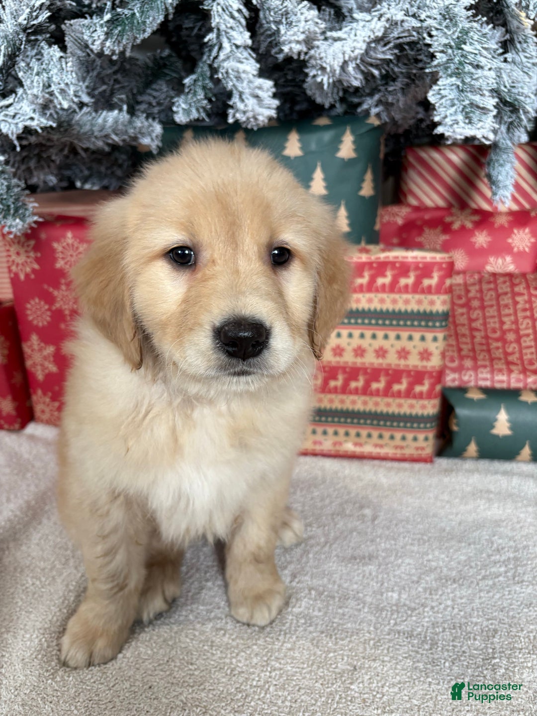 Golden Retriever dogs for sale: Noel - Ad 3