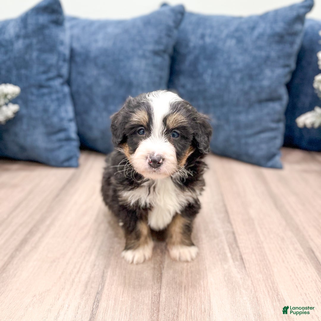 Mini Bernedoodle dogs for sale: Archie - Ad 3