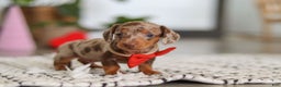Dachshund dogs for sale: Jackson  - Ad 3