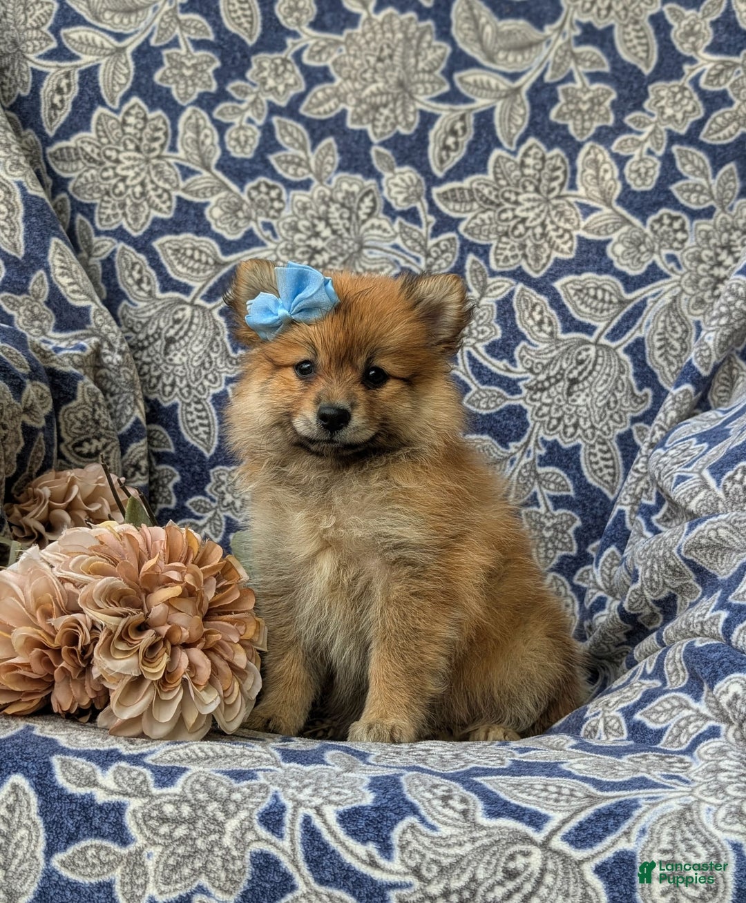 Pomeranian dogs for sale: MacDuff Genetic Testing 9 lbs Full Grown - Ad 22