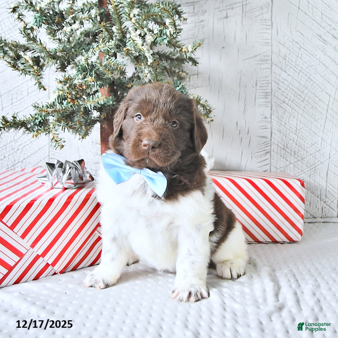 Newfoundland dogs for sale: Ivy - Ad 5