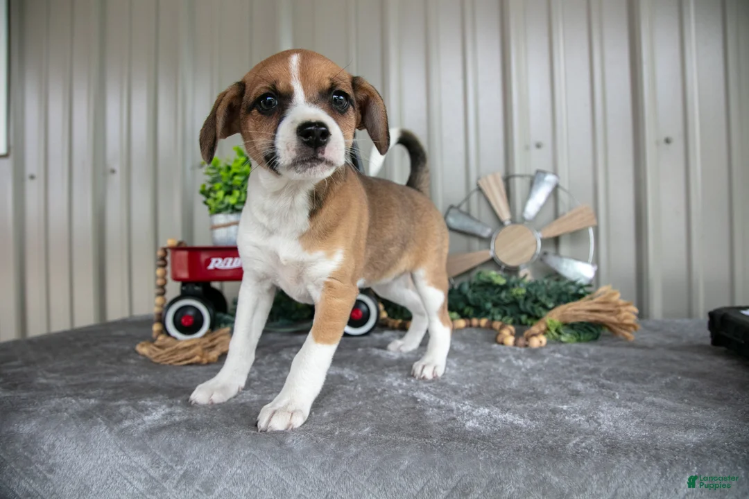 Mixed Breed dogs for sale: Trixie - Ad 1