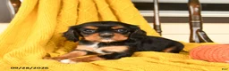 Cavalier King Charles Spaniel dogs for sale: Poppy - Ad 3