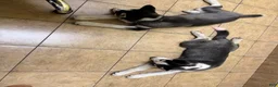 Mixed Breed dogs for sale: Rocket - Ad 2