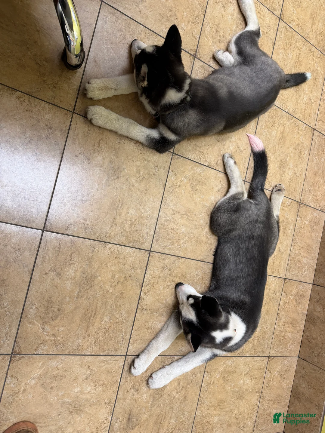 Mixed Breed dogs for sale: Rocket - Ad 2